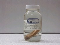 藏品(日本擬隆頭魚)的圖片